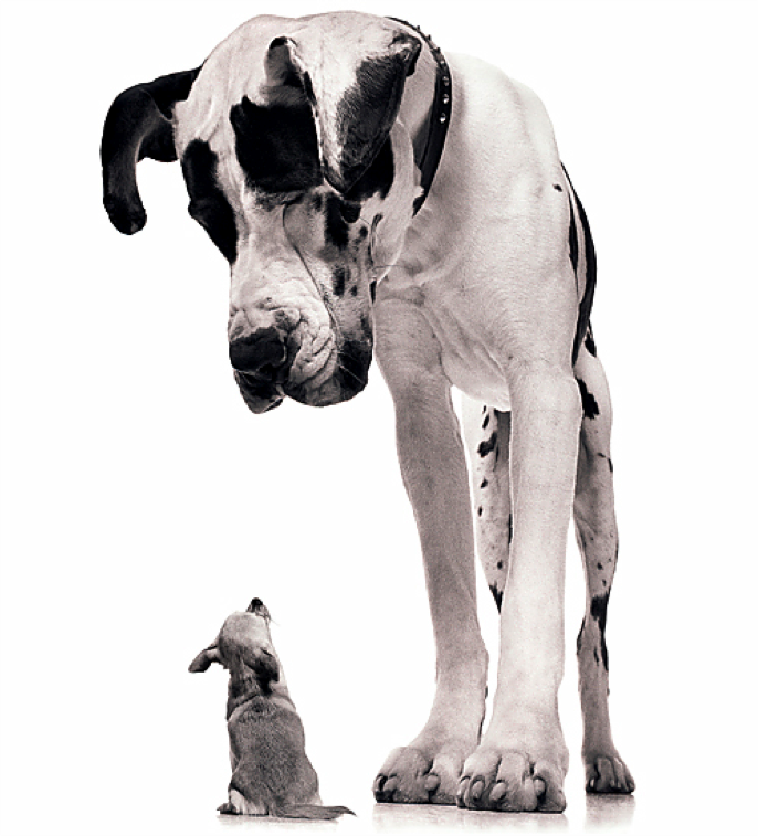 compete with big firms