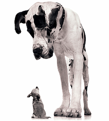 compete with big firms