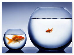 dominate your market