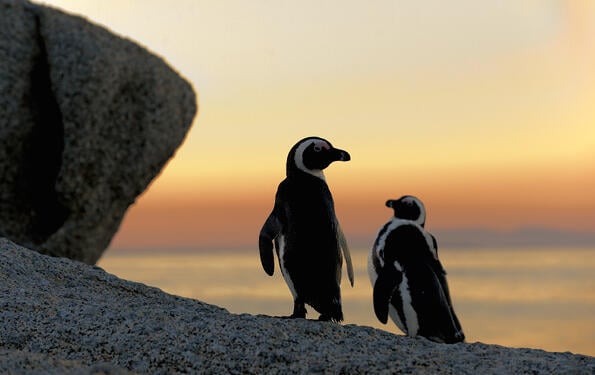 bigstock-African-Penguins-59050988