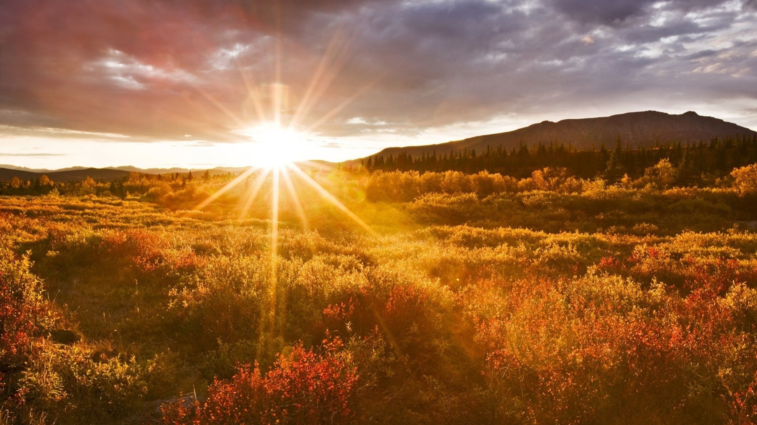 The rise and rise of marketing automation the death of ad-hoc