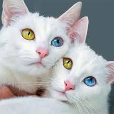 Beware of copycat content